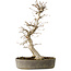 Carpinus coreana, 36 cm, ± 15 jaar oud, met een nebari van 10 cm