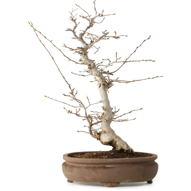 Carpinus coreana, 38 cm, ± 15 jaar oud