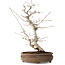 Carpinus coreana, 38 cm, ± 15 jaar oud