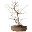 Carpinus coreana, 38 cm, ± 15 jaar oud
