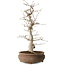 Carpinus coreana, 38 cm, ± 15 jaar oud