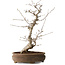 Carpinus coreana, 38 cm, ± 15 jaar oud