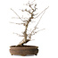 Carpinus coreana, 38 cm, ± 15 jaar oud