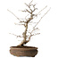 Carpinus coreana, 38 cm, ± 15 jaar oud