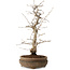 Carpinus coreana, 38 cm, ± 15 jaar oud