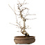 Carpinus coreana, 38 cm, ± 15 jaar oud