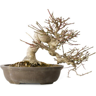 Euonymus alatus, 30 cm, ± 25 Jahre alt