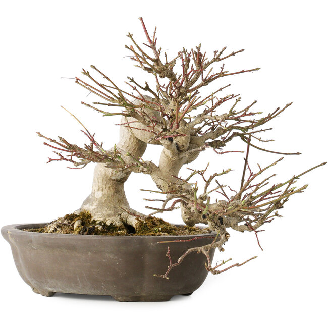 Euonymus alatus, 30 cm, ± 25 ans, avec un nebari de 18 cm, avec de beaux fruits rouges en automne