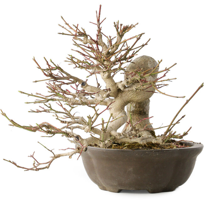 Euonymus alatus, 30 cm, ± 25 anni, con un nebari di 18 cm, con bellissimi frutti rossi in autunno