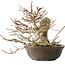 Euonymus alatus, 30 cm, ± 25 Jahre alt, mit einem Nebari von 18 cm, mit schönen roten Früchten im Herbst