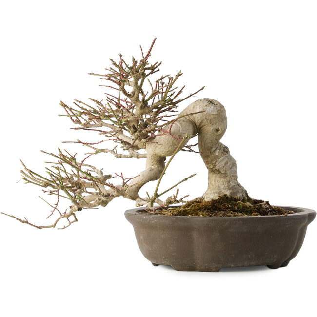 Euonymus alatus, 30 cm, ± 25 anni, con un nebari di 18 cm, con bellissimi frutti rossi in autunno