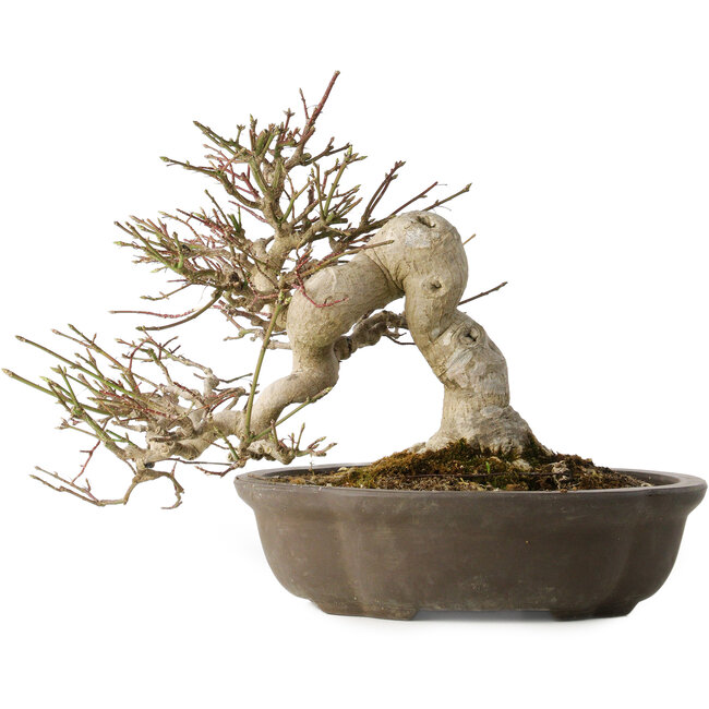 Euonymus alatus, 30 cm, ± 25 years old, with a nebari of 18 cm, with beautiful red fruits in the autumn