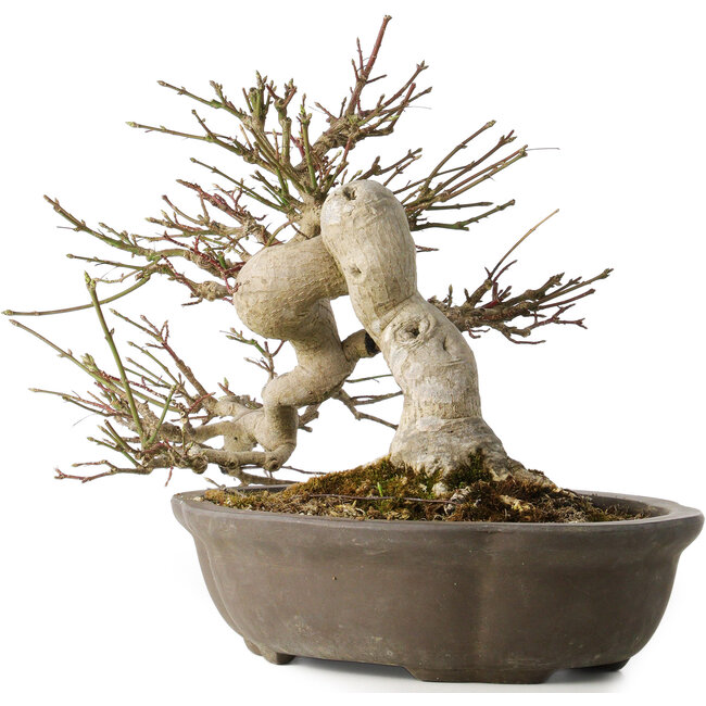 Euonymus alatus, 30 cm, ± 25 ans, avec un nebari de 18 cm, avec de beaux fruits rouges en automne