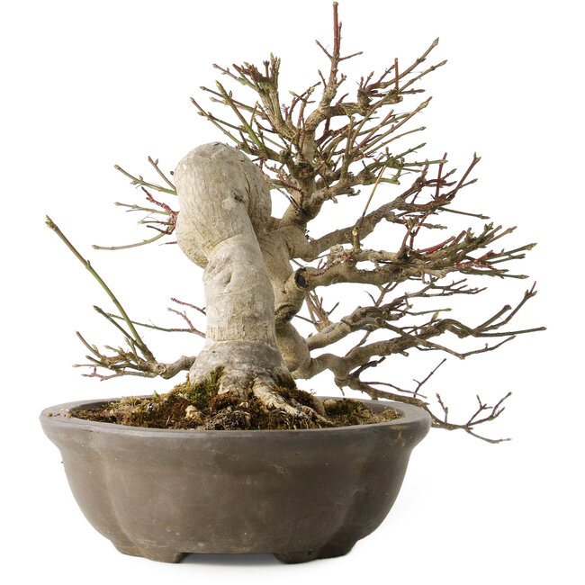 Euonymus alatus, 30 cm, ± 25 years old, with a nebari of 18 cm, with beautiful red fruits in the autumn