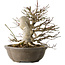 Euonymus alatus, 30 cm, ± 25 Jahre alt, mit einem Nebari von 18 cm, mit schönen roten Früchten im Herbst