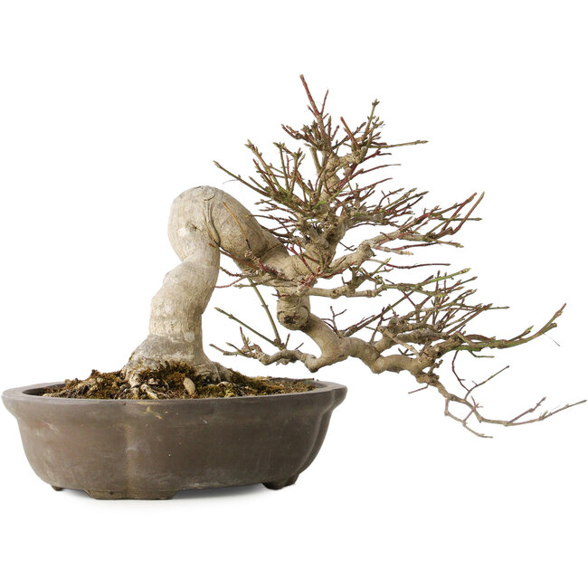 Euonymus alatus, 30 cm, ± 25 jaar oud, met een nebari van 18 cm, met prachtige rode vruchten in de herfst