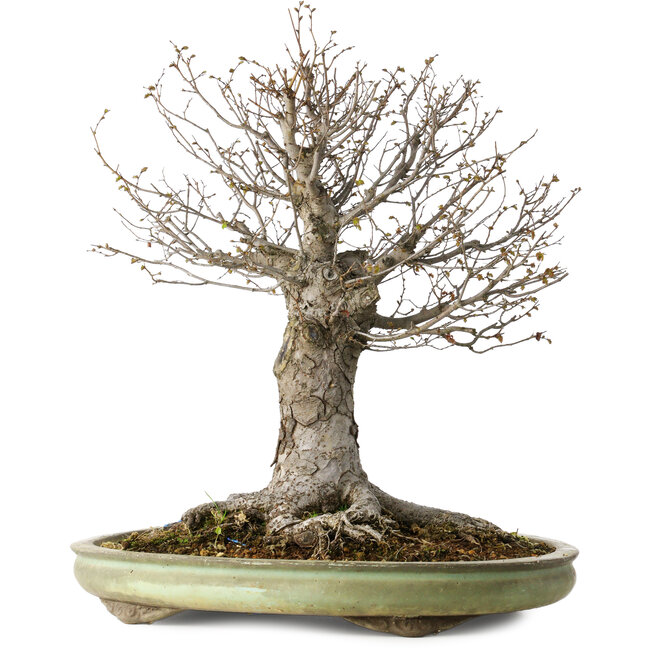 Zelkova serrata, 42 cm, ± 40 anni, con un nebari di 28 cm, in un vaso giapponese fatto a mano da Shuhou