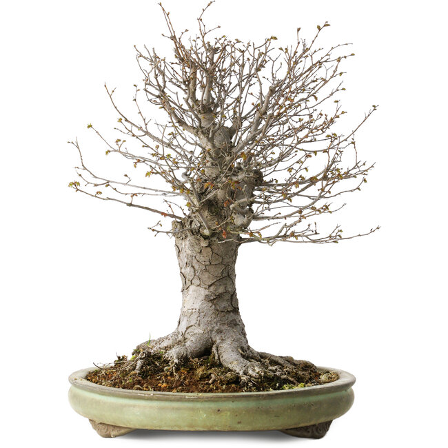 Zelkova serrata, 42 cm, ± 40 Jahre alt, mit einem Nebari von 28 cm, in einem handgefertigten japanischen Topf von Shuhou