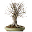 Zelkova serrata, 42 cm, ± 40 jaar oud, met een nebari van 28 cm, in een handgemaakte Japanse pot van Shuhou