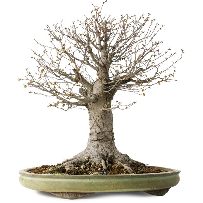 Zelkova serrata, 42 cm, ± 40 jaar oud, met een nebari van 28 cm, in een handgemaakte Japanse pot van Shuhou