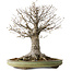 Zelkova serrata, 42 cm, ± 40 años, con un nebari de 28 cm, en una maceta japonesa hecha a mano por Shuhou