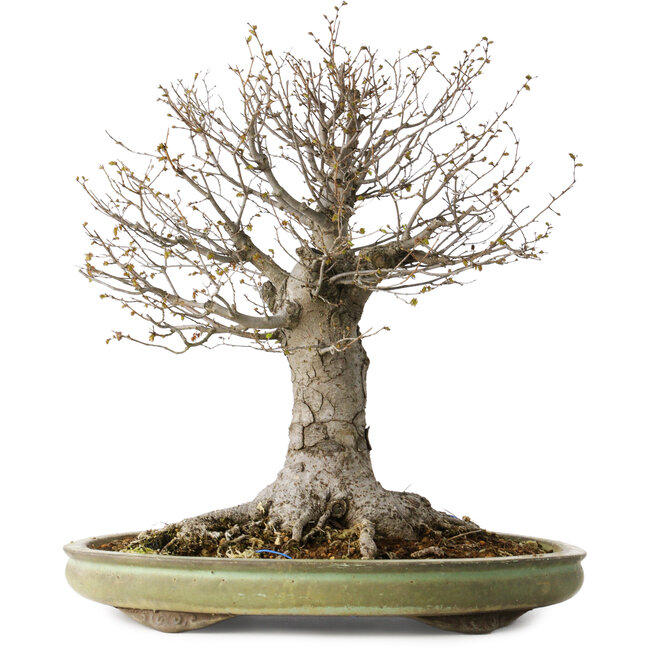 Zelkova serrata, 42 cm, ± 40 años, con un nebari de 28 cm, en una maceta japonesa hecha a mano por Shuhou