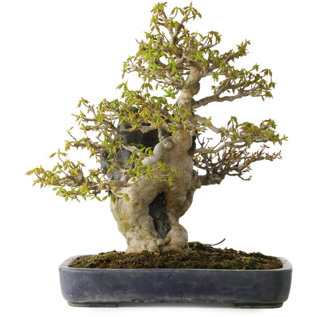 Acer buergerianum, 40 cm, ± 40 jaar oud, in een handgemaakte Japanse pot van Hattori