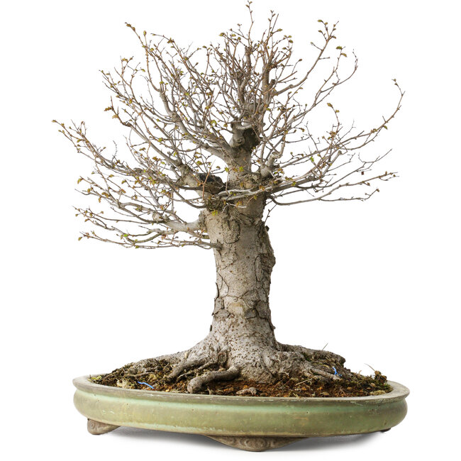 Zelkova serrata, 42 cm, ± 40 ans, avec un nebari de 28 cm, dans un pot japonais fait main par Shuhou