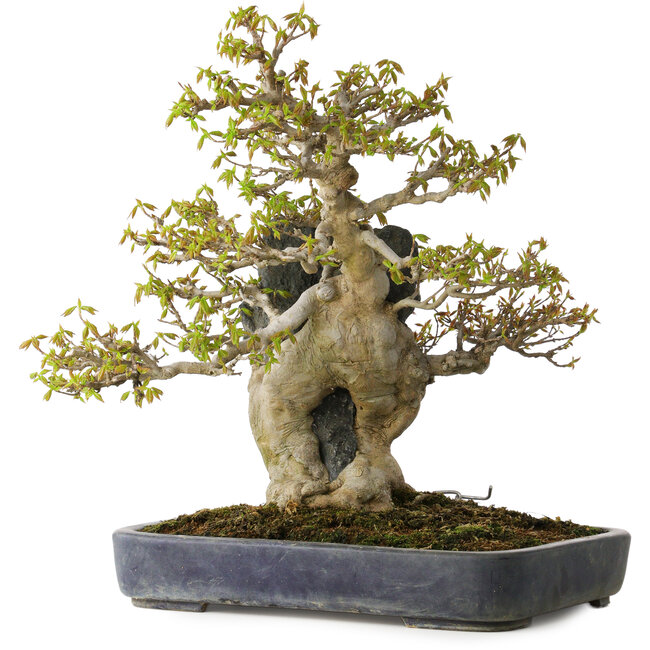 Acer buergerianum, 40 cm, ± 40 anni, in un vaso giapponese fatto a mano da Hattori