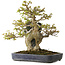 Acer buergerianum, 40 cm, ± 40 jaar oud, in een handgemaakte Japanse pot van Hattori