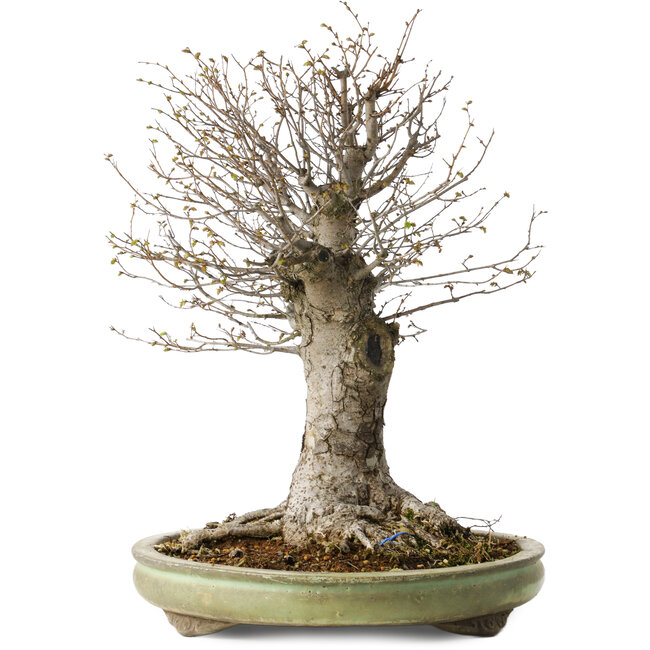 Zelkova serrata, 42 cm, ± 40 años, con un nebari de 28 cm, en una maceta japonesa hecha a mano por Shuhou