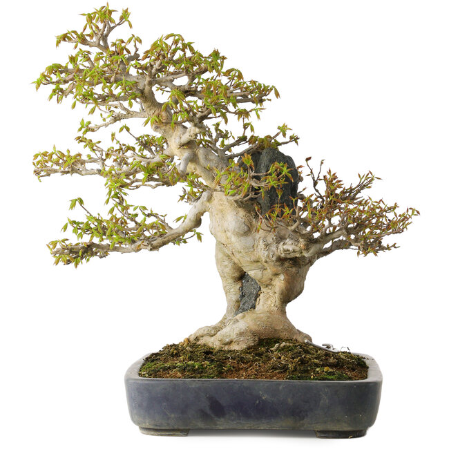 Acer buergerianum, 40 cm, ± 40 Jahre alt, in einem handgefertigten japanischen Topf von Hattori