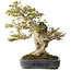 Acer buergerianum, 40 cm, ± 40 jaar oud, in een handgemaakte Japanse pot van Hattori