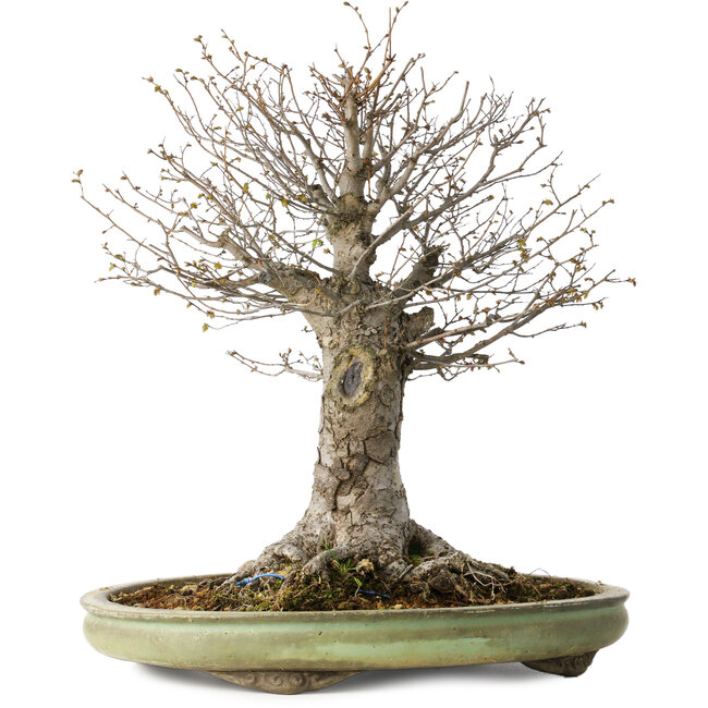 Zelkova serrata, 42 cm, ± 40 años, con un nebari de 28 cm, en una maceta japonesa hecha a mano por Shuhou