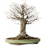 Zelkova serrata, 42 cm, ± 40 jaar oud, met een nebari van 28 cm, in een handgemaakte Japanse pot van Shuhou