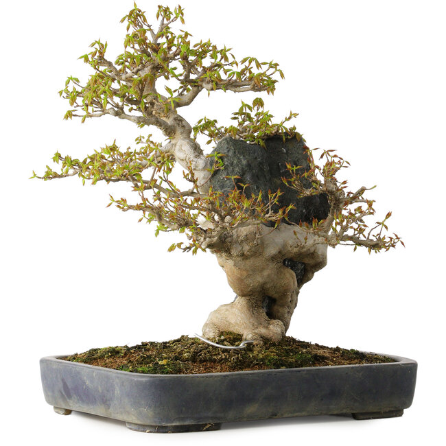 Acer buergerianum, 40 cm, ± 40 years old, in a handmade Japanese pot by Hattori