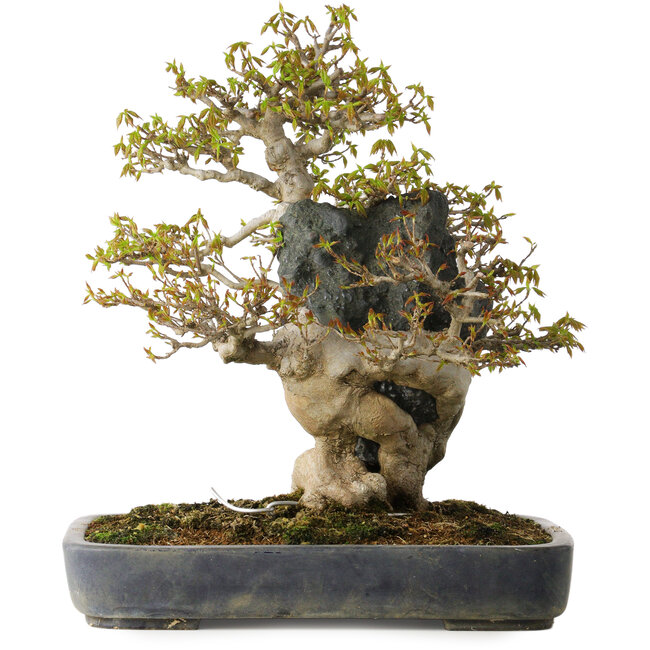 Acer buergerianum, 40 cm, ± 40 años, en una maceta japonesa hecha a mano por Hattori