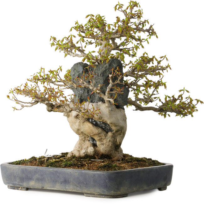 Acer buergerianum, 40 cm, ± 40 años, en una maceta japonesa hecha a mano por Hattori