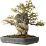 Acer buergerianum, 40 cm, ± 40 jaar oud, in een handgemaakte Japanse pot van Hattori
