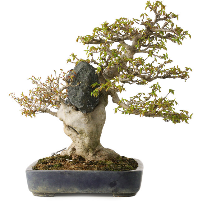 Acer buergerianum, 40 cm, ± 40 jaar oud, in een handgemaakte Japanse pot van Hattori