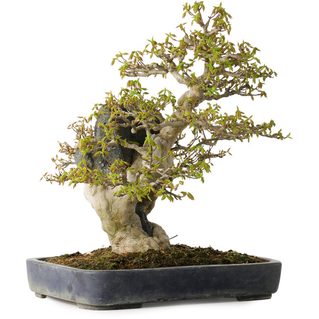Acer buergerianum, 40 cm, ± 40 anni, in un vaso giapponese fatto a mano da Hattori