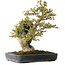 Acer buergerianum, 40 cm, ± 40 jaar oud, in een handgemaakte Japanse pot van Hattori