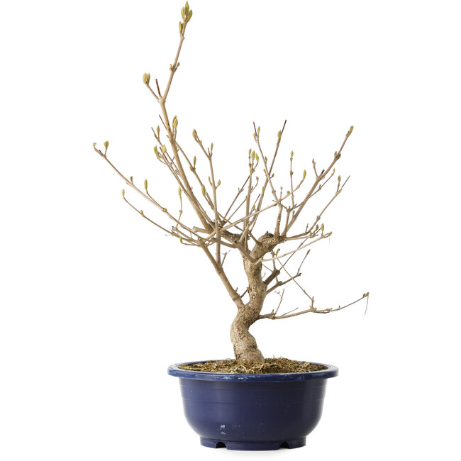 Callicarpa japonica, 40 cm, ± 6 jaar oud, met de karakteristieke paarse bessen in de herfst