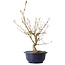 Callicarpa japonica, 40 cm, ± 6 jaar oud, met de karakteristieke paarse bessen in de herfst
