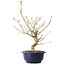 Callicarpa japonica, 40 cm, ± 6 jaar oud, met de karakteristieke paarse bessen in de herfst