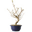 Callicarpa japonica, 40 cm, ± 6 jaar oud, met de karakteristieke paarse bessen in de herfst