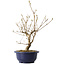 Callicarpa japonica, 40 cm, ± 6 jaar oud, met de karakteristieke paarse bessen in de herfst