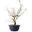 Callicarpa japonica, 40 cm, ± 6 jaar oud, met de karakteristieke paarse bessen in de herfst