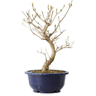 Callicarpa japonica, 30 cm, ± 6 Jahre alt