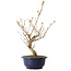 Callicarpa japonica, 40 cm, ± 6 jaar oud, met de karakteristieke paarse bessen in de herfst